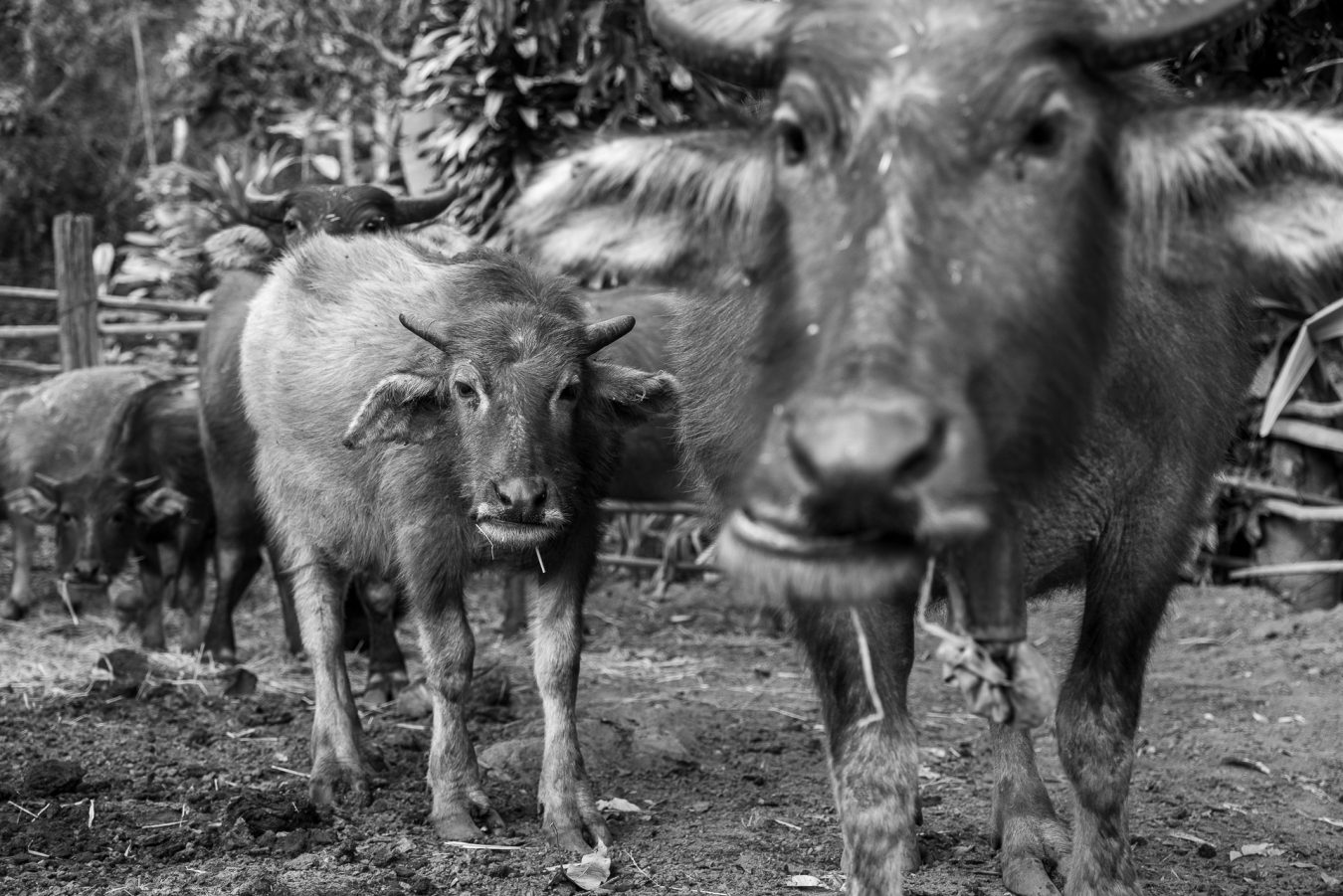 Thailand, Pong Noi, Chiang Mai District - Karen Tribe