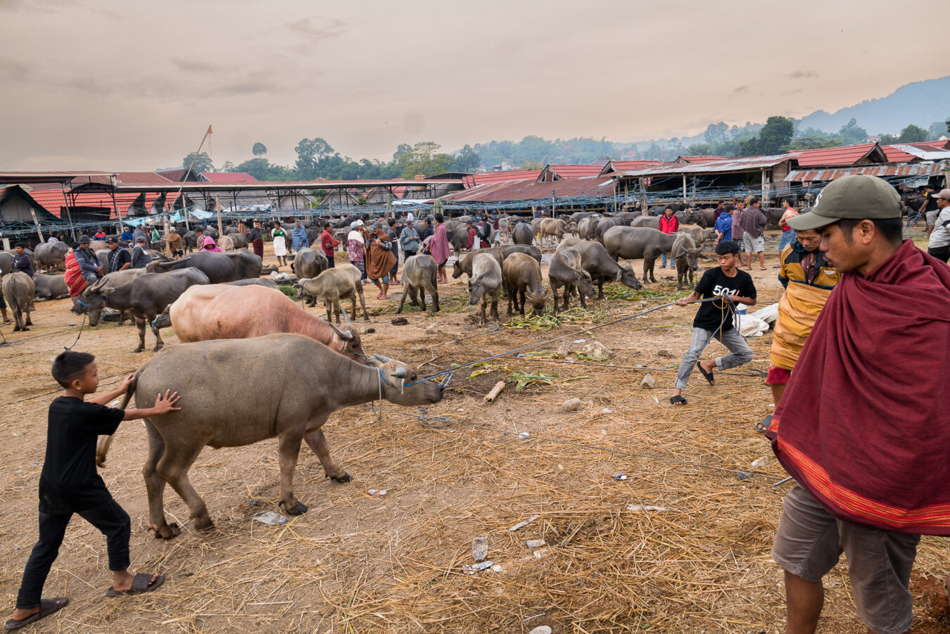 Sulawesi - Rantepao Pasar Bolu