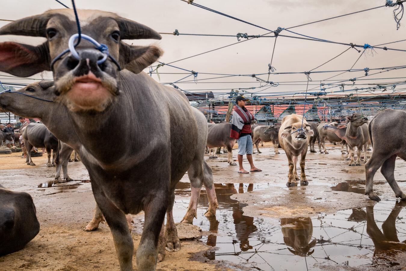Sulawesi - Rantepao Pasar Bolu