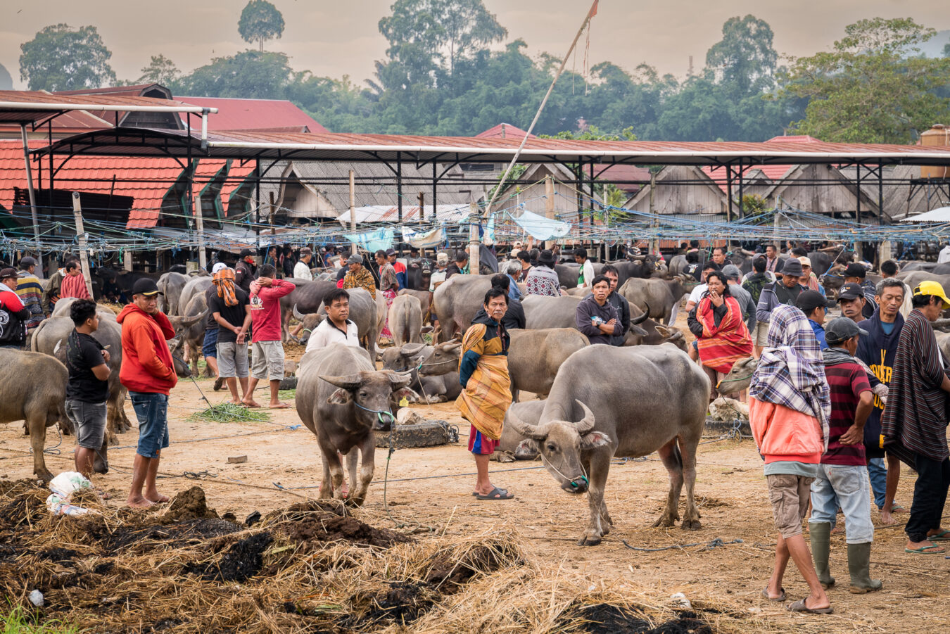 Sulawesi - Rantepao Pasar Bolu