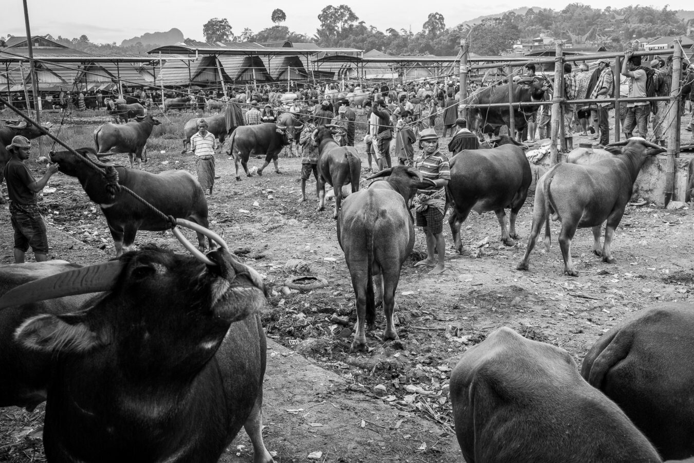Sulawesi - Rantepao Pasar Bolu