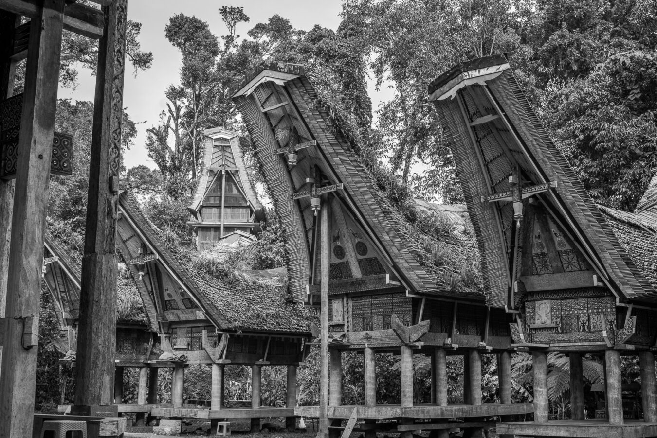 Sulawesi - Bunte Pune