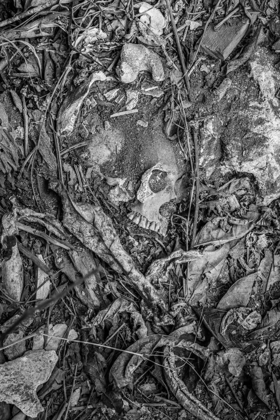 Sulawesi - Bunte Pune